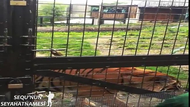 Tiger Feeding at ZSL London Zoo