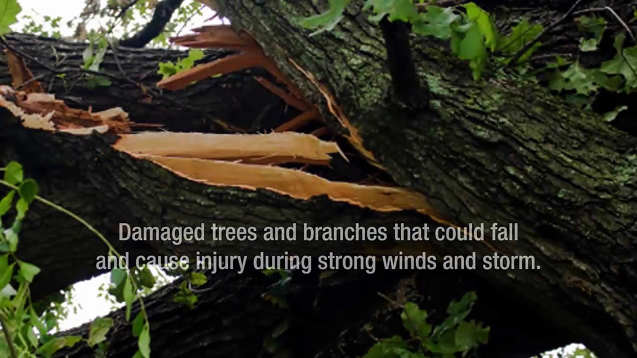 Getting Help With Taking Care Of Your Trees