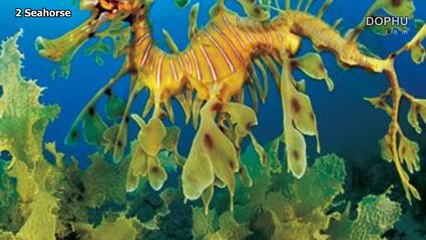 10 Real Dragon - Strange Animals