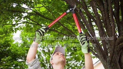 Ensuring The Health And Appeal Of Your Trees