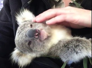 Un koala se prélasse dans les bras de son maitre adoptif