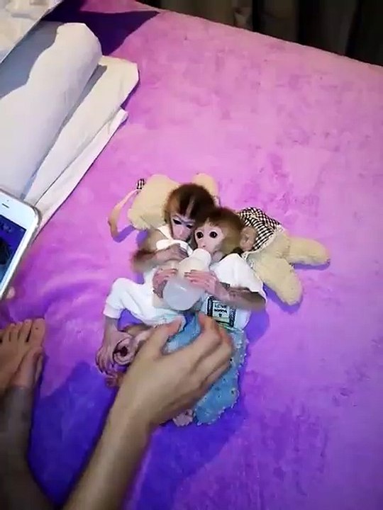 Monkey drink milk