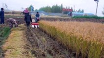 Mini Rice reaper Paddy harvesting machine Wheat reaping machine Weed reaping machine