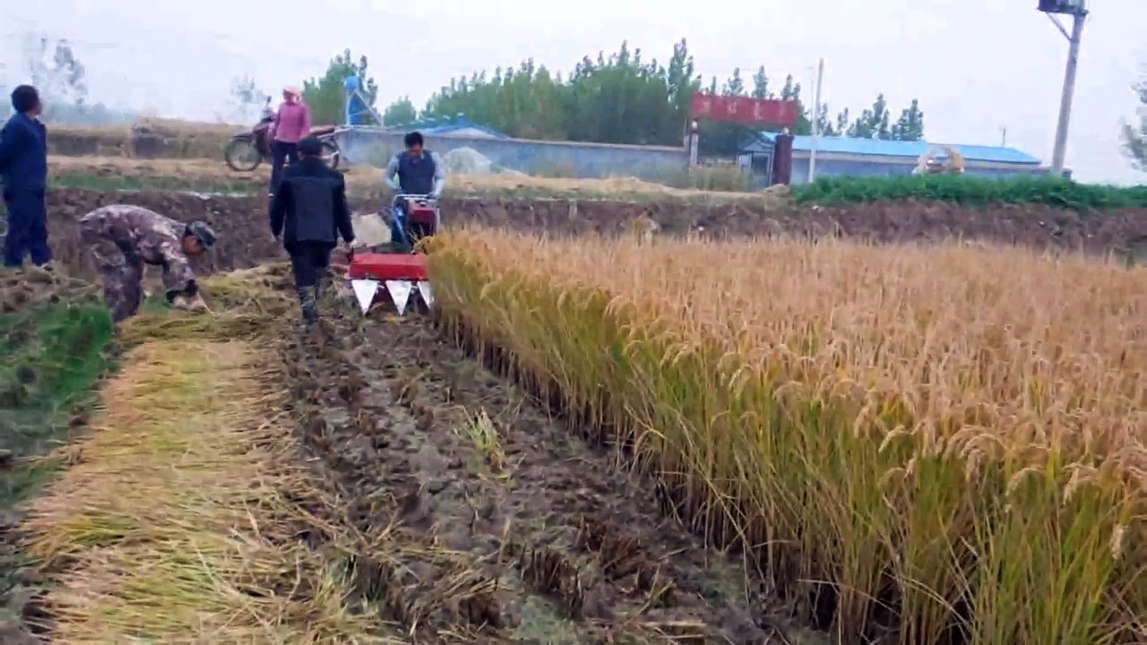 Mini Rice reaper Paddy harvesting machine Wheat reaping machine Weed reaping machine