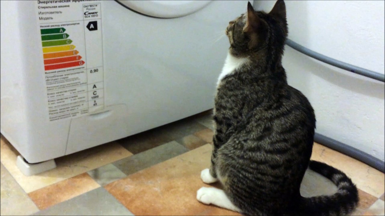 Kitty Spin Cycle