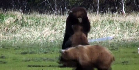 Медведи борцухи. Всё как у людей)