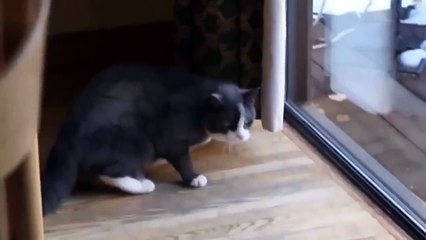 Рысь пришла в гости к коту. Кот в шоке!