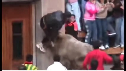 Super hit and super dangerous bull fight ever of the year
