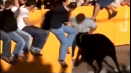 Super dangerous and funny bull fight of the week
