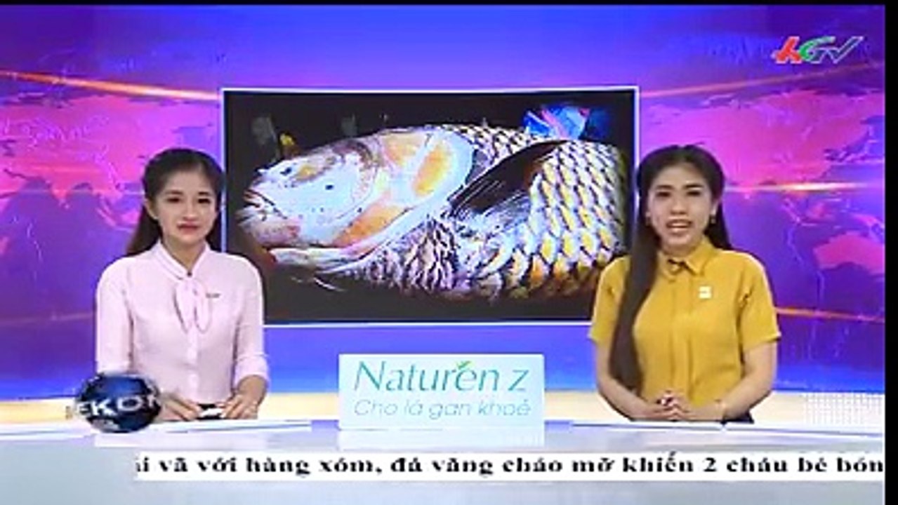 giant barb fish 135kg