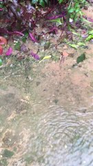 AMAZING net fishing - Fish Jumps Out The Canal After The Rain Stop