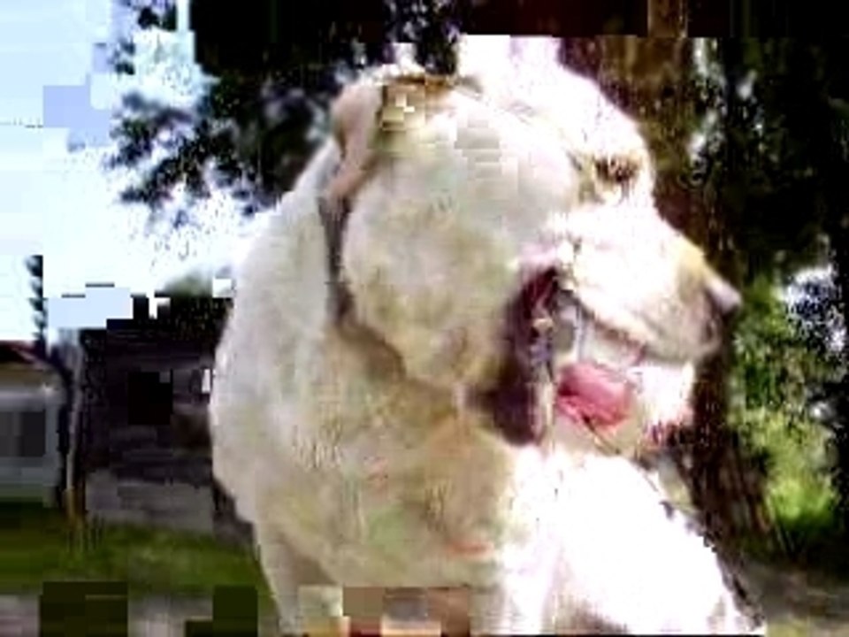 Vénus