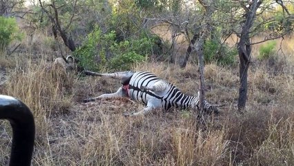 ▶ Leopard Detonates Zebra Carcass in Kruger National Park