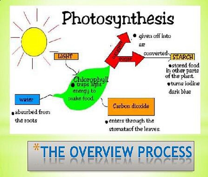 Photosynthesis Crop Yield