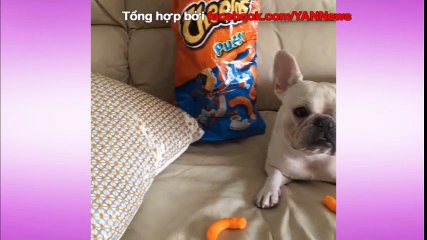 Chó mèo thử thách ma nơ canh