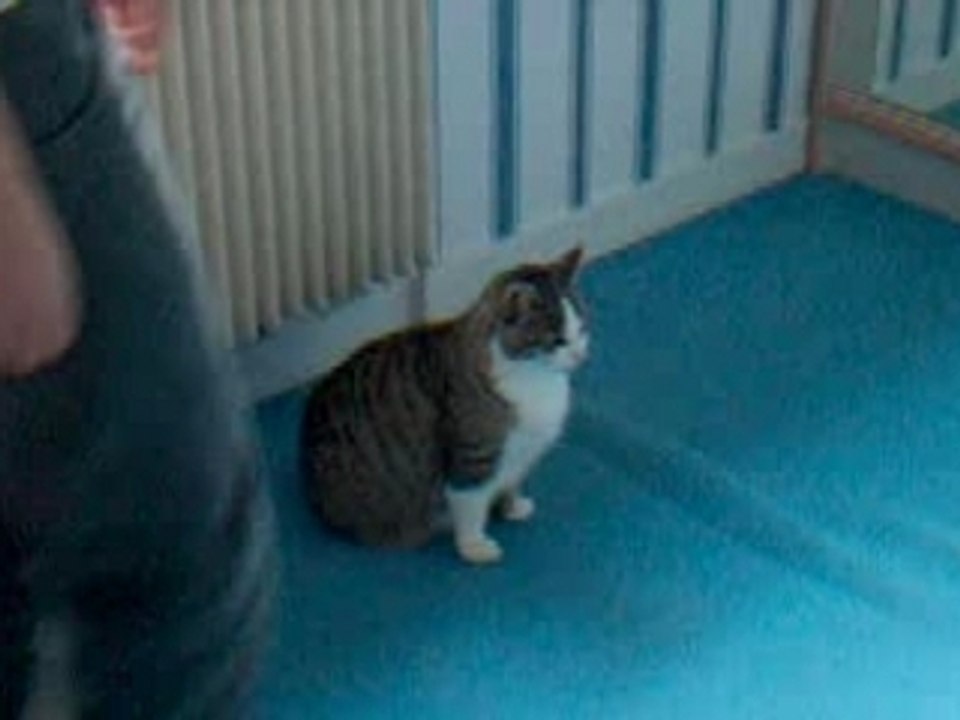 drole de chat !!