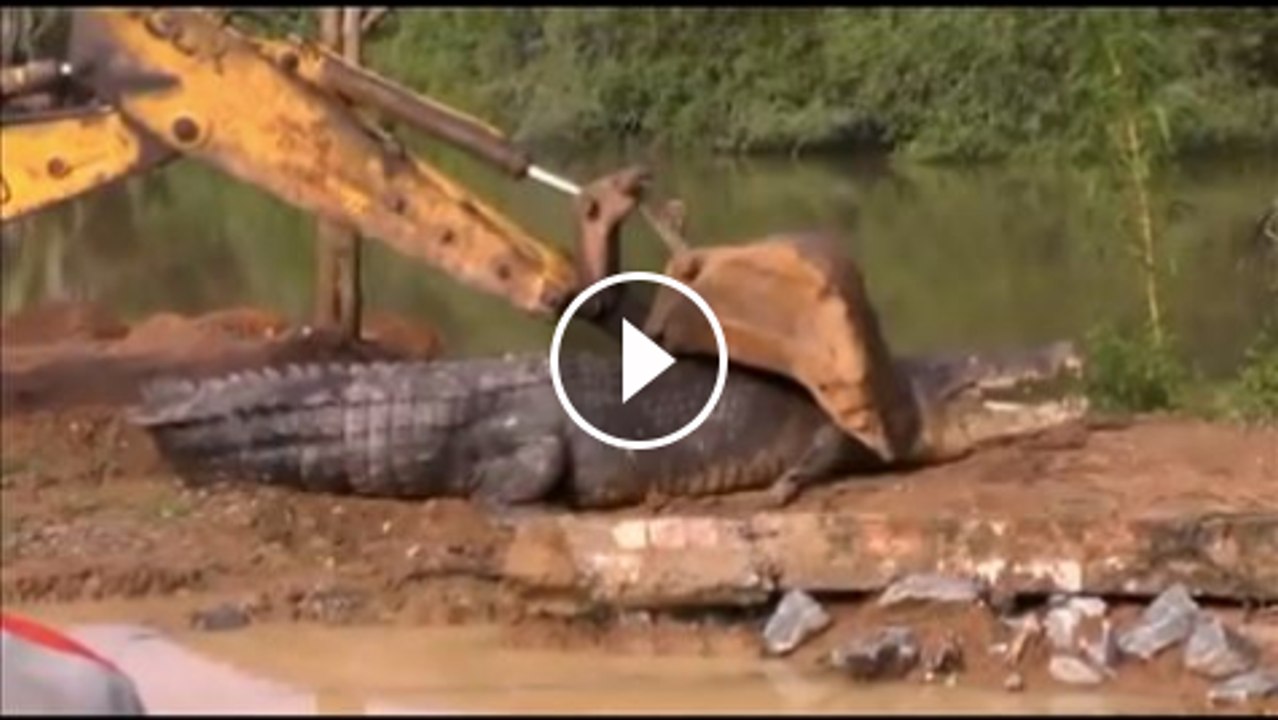 How do you rescue a 2,000-pound alligator in jungle