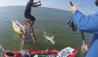 Merdiven ve oltayla köpekbalığı yakaladılar