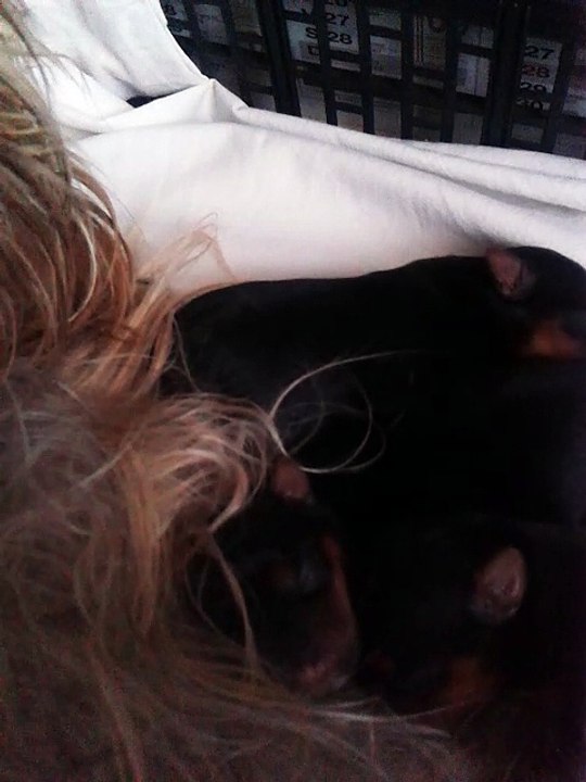 bébés nés 16 11 16   Hella et Héros 0161117_091814