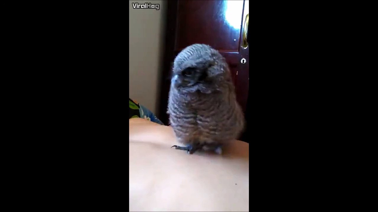 Il s'amuse avec sa chouette sur son lit et c'est le drame... Caca!!!!!