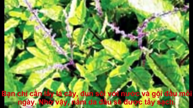 3 cách trị nấm da đầu bằng thảo dược an toàn hiệu quả bạn