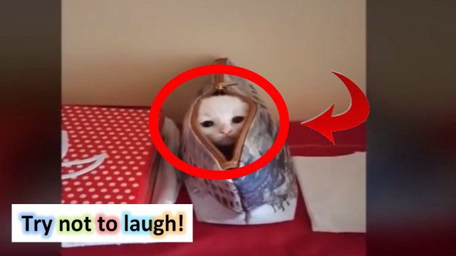 Compilation funny pranks - funny people [NEW] Epic Fail Compilation [NEW] #1 Best Fails/Wins of the year #65