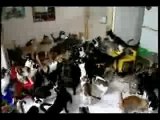 130 chats dans un appartement
