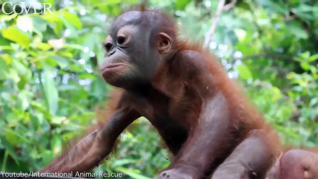 Man fand Didik abgemagert und dem Tod nah, doch nun geht es ihm mit jedem Tag besser.