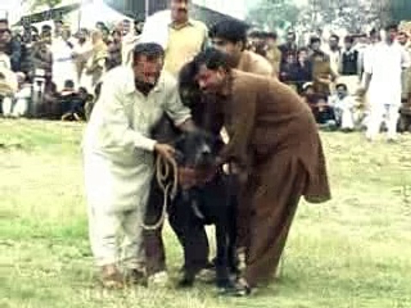 pakistani bully dog fight 2014