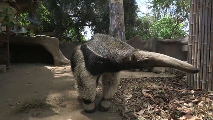 Giant Anteaters: Looks Can Be Deceiving