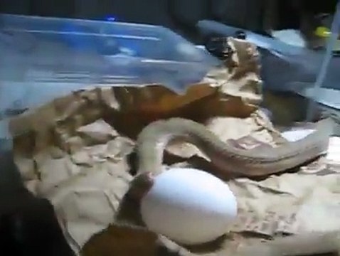 A Snake Eating A Big Egg