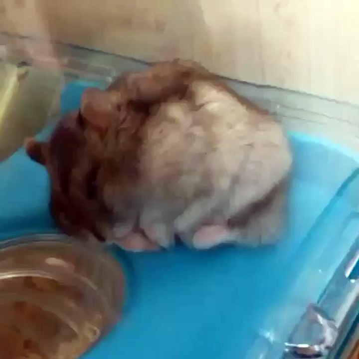 Very sleepy hamster