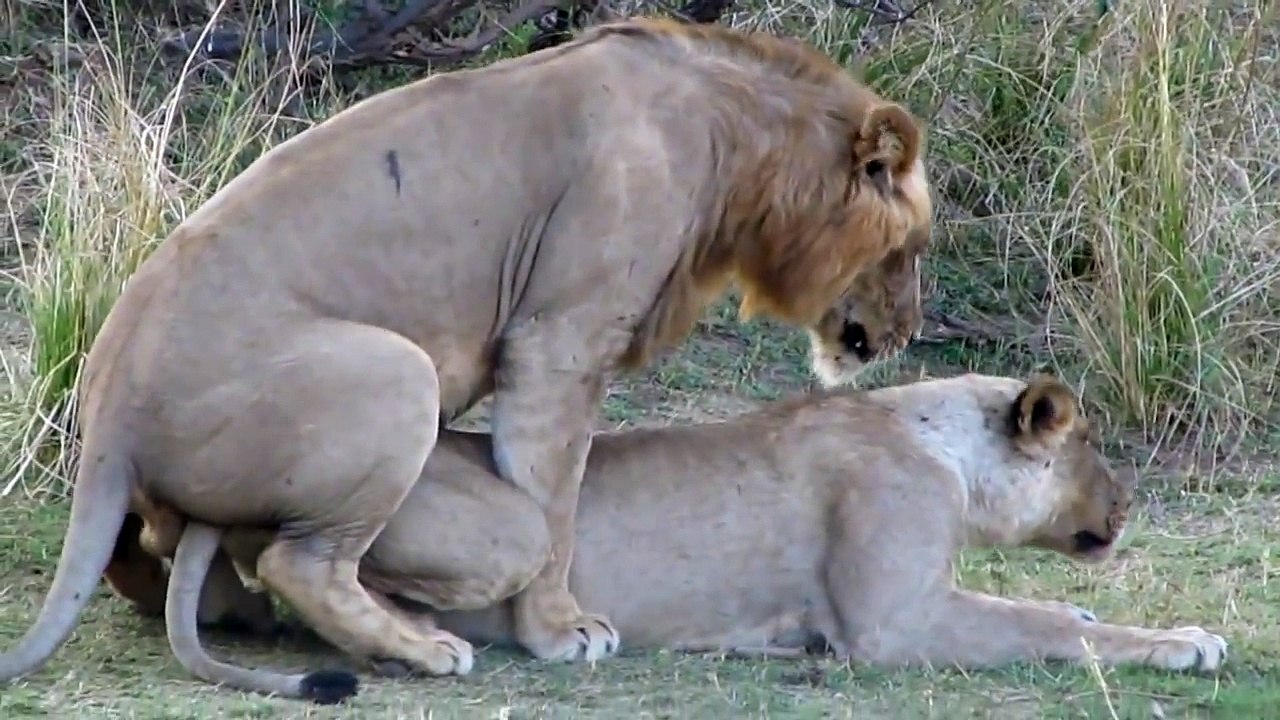 Lion sex scandle