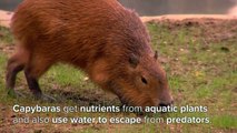 Capybara is the Worlds Largest Rodent - Cincinnati Zoo