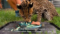 Brazilian Ocelot Sihil gets Mice and Rat Cake to Celebrate Her 16th Birthday - Cincinnati Zoo