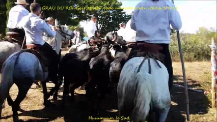 GRAU DU ROI-Gase et Abrivado Longue-manade Leron-2016/09/15-Gaze-gaso