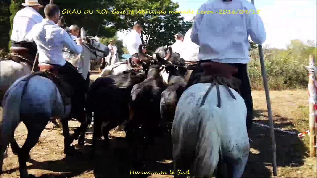 GRAU DU ROI-Gase et Abrivado Longue-manade Leron-2016/09/15-Gaze-gaso