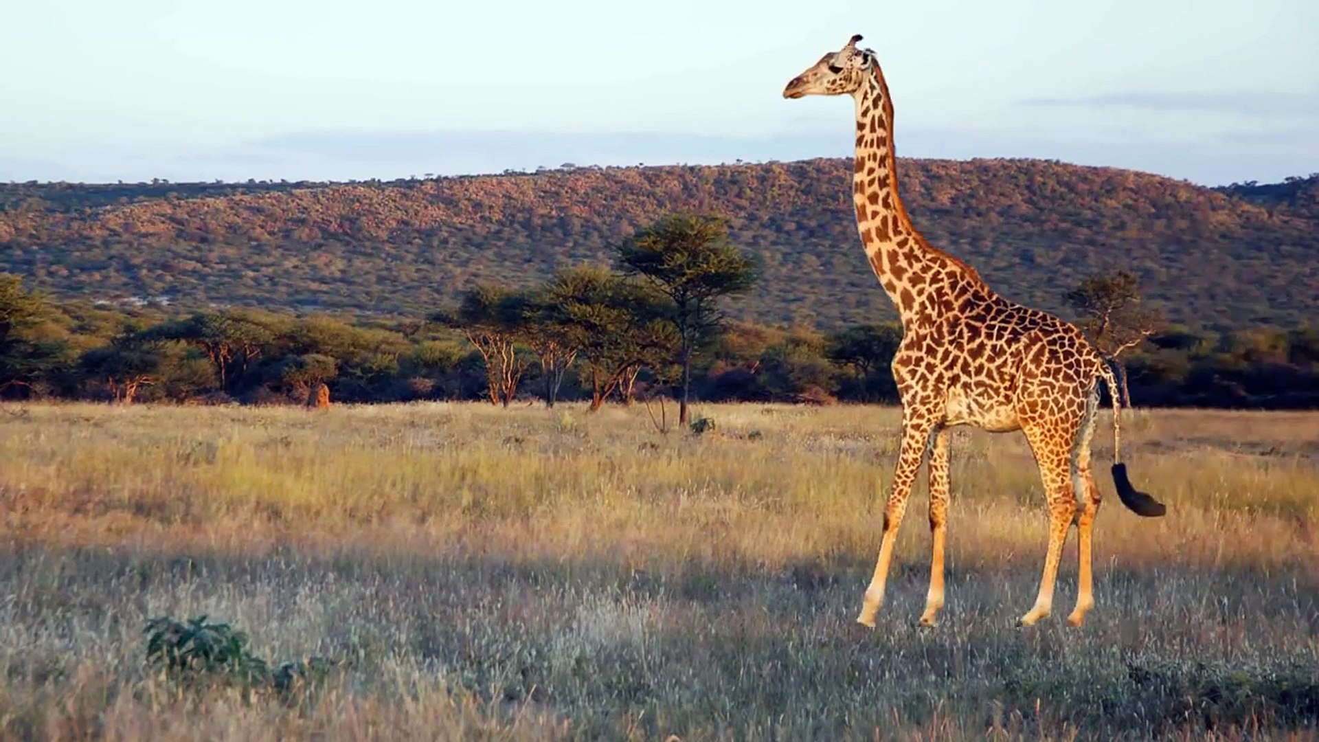 ⁣Learning Wild Animals Names for kids