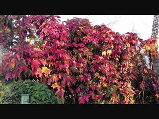 Mười Năm Rồi Anh Hỡi ( thúy loan cover )