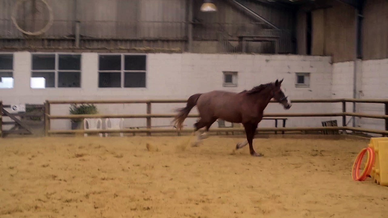 Un souvenir un peu "Foufou" de monsieur cheval