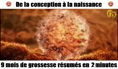 de la conception à la naissance 9 mois de grossesse résumés en 2minutes