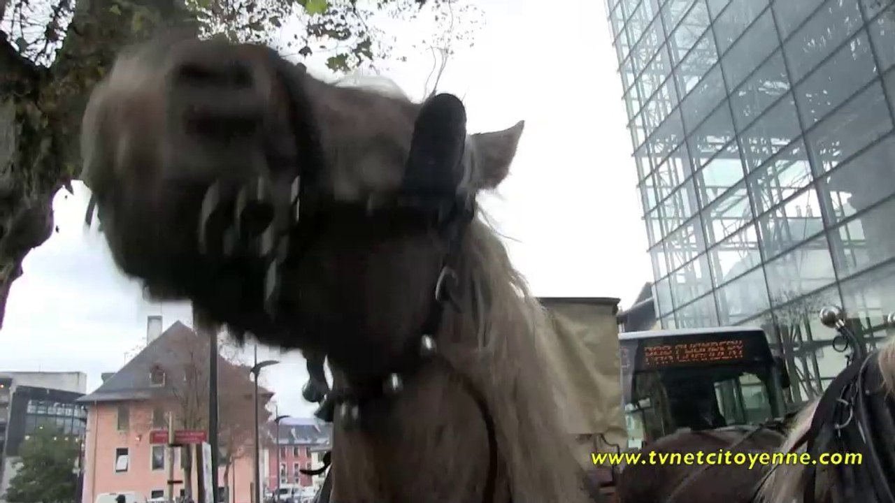 La traction animale un transport en commun d'avenir