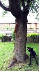 Dog and squirrel play catch around a tree