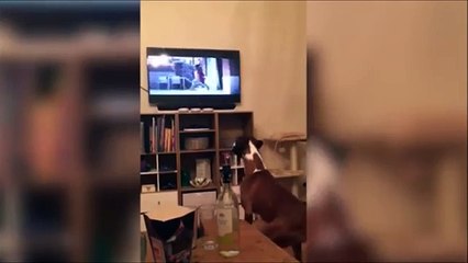 Boxer Dog Buzz Copies The John Lewis Christmas Advert From The Telly