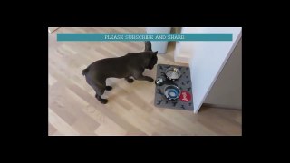 French Bulldog Is Hungry. What He Does To Ask for Food Is INCREDIBLE!