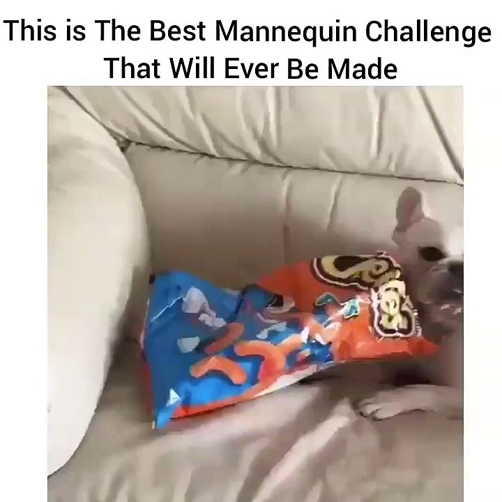 Le mannequin challenge le plus cool : un chien et un paquet de chips