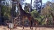 Giraffe Calf Kicks Up Cuteness at San Diego Zoo