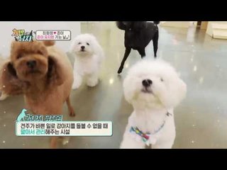 준이의 본격 강아지 유치원 라이프 大 공개!