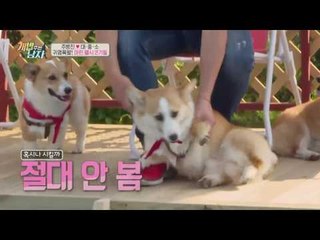 귀여움 과다 주의! 수영장 누비는 마린 웰시코기 정모 현장♥