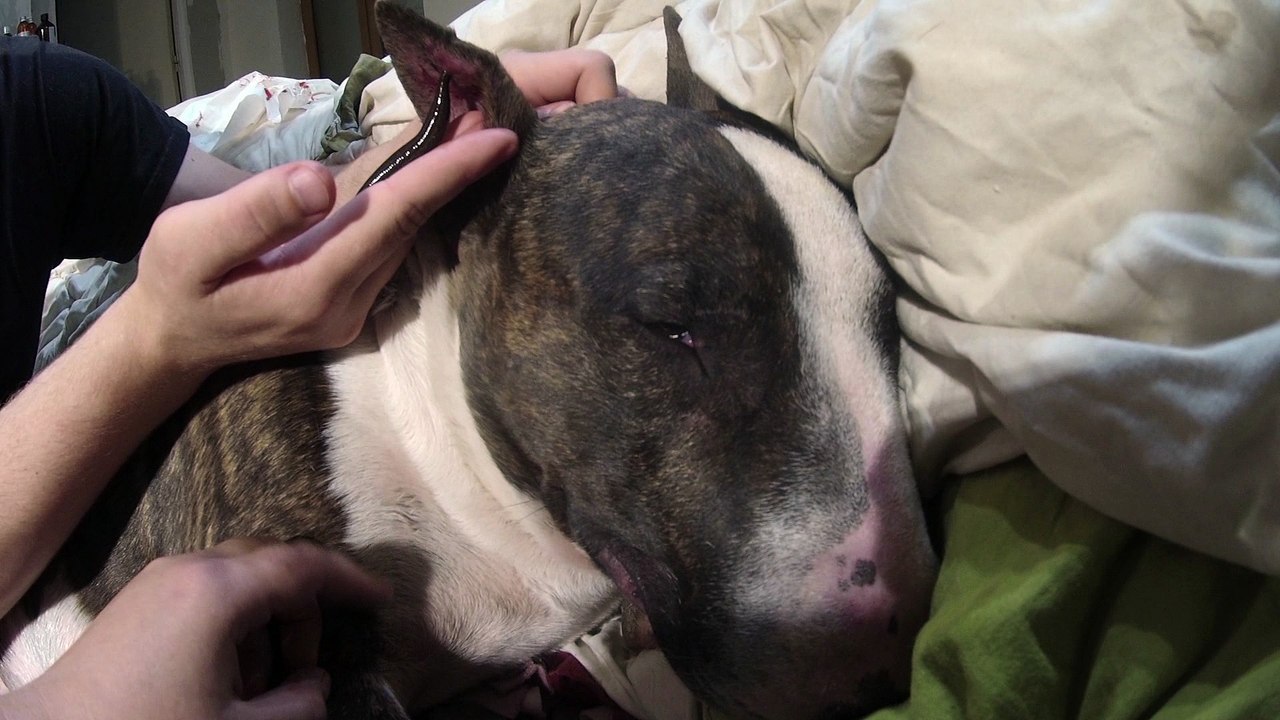 Deuxième séance d'hirudothérapie